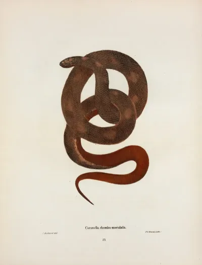 Coronella Sayi