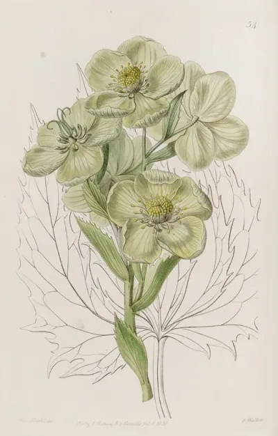 Corsican Hellebore