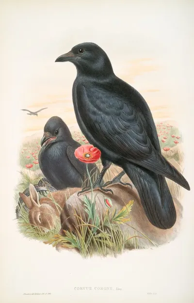 Corvux Corone Carrion Crow