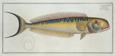 Coryphaena Plumieri The Sea Pea Cock