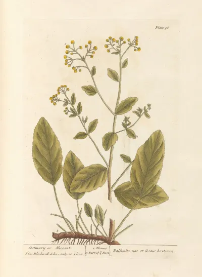 Costmary Or Alecoast
