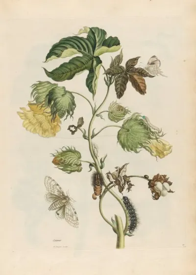Cotonier 2
