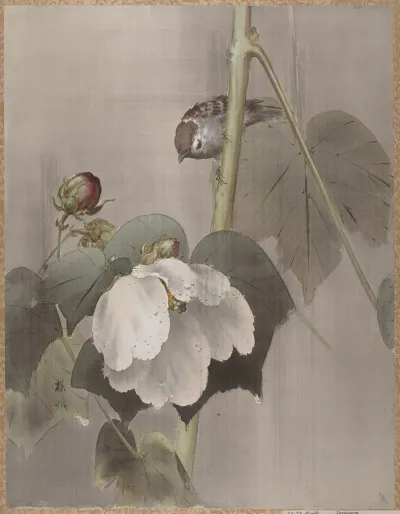 Cotton Rose Mallows In The Rain