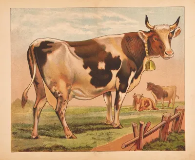 Cow 15
