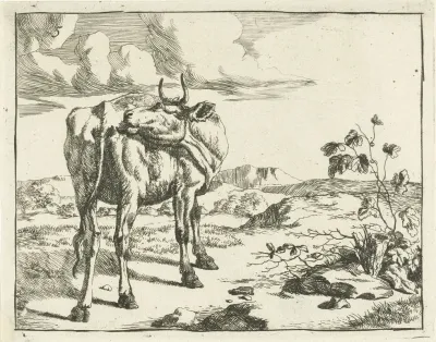 Cow Licking Itself