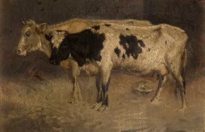 Cows 5