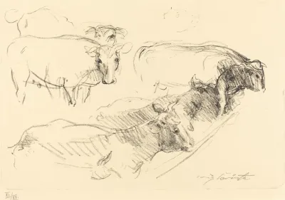 Cows Kuhe