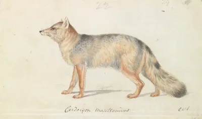 Crab Eating Fox