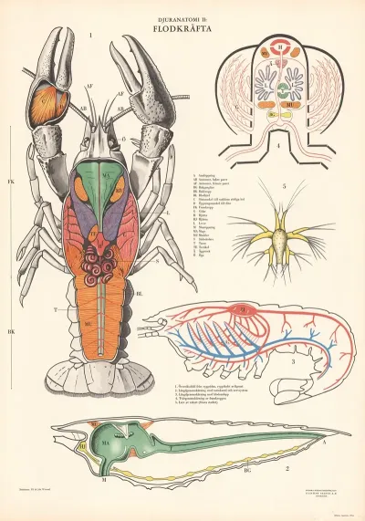 Crayfish 5