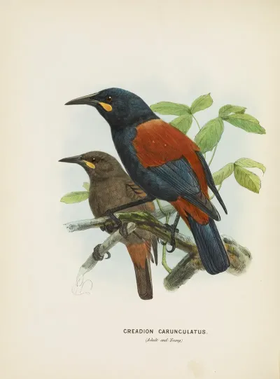 Creadion Carnuculatus