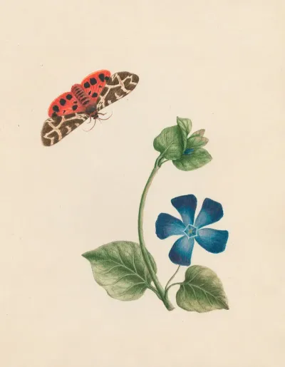 Cream Spot Tyger Moth England