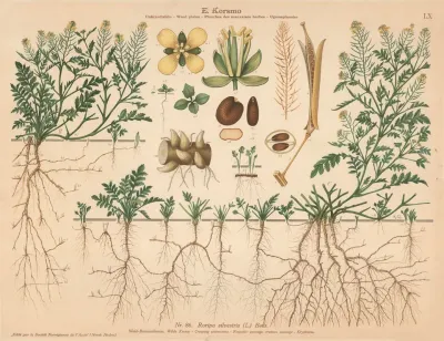 Creeping Watercress