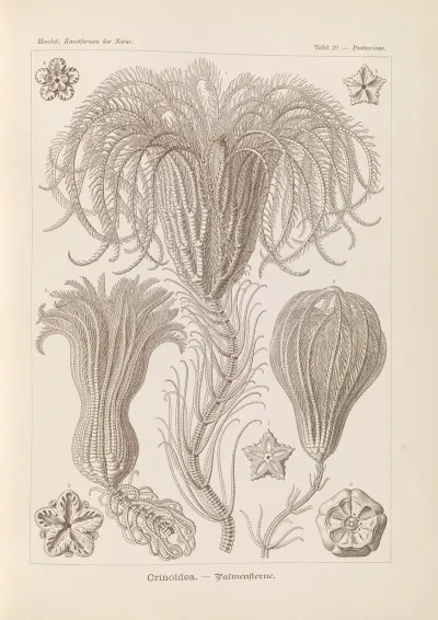 Crinoidea Palmensterne