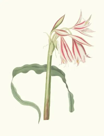 Crinum Ornatum