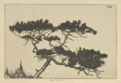 Crippled Pine