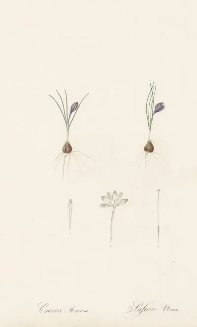 Crocus Minimus