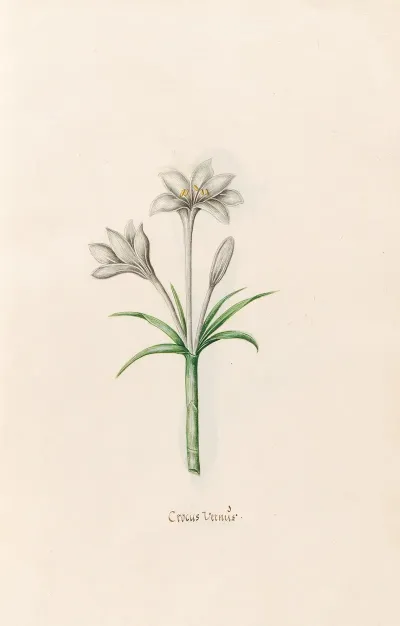 Crocus Vernus