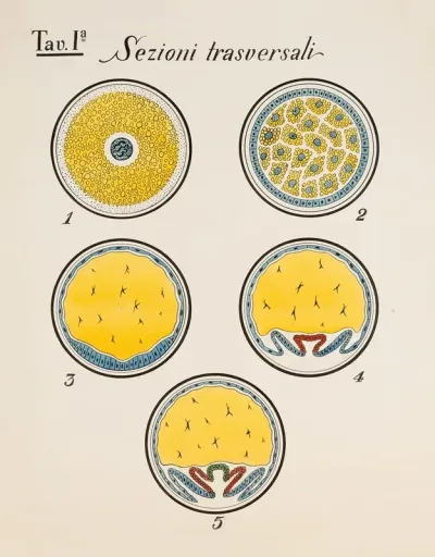 Cross Sections Of Developmental Stages