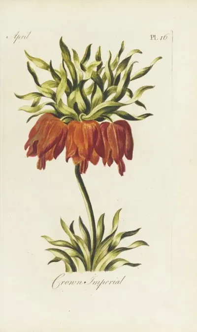 Crown Imperial