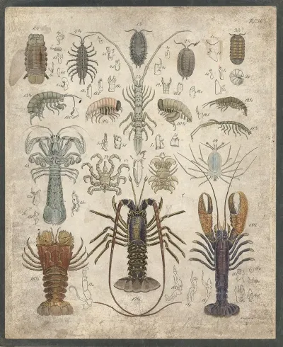 Crustaceans 2