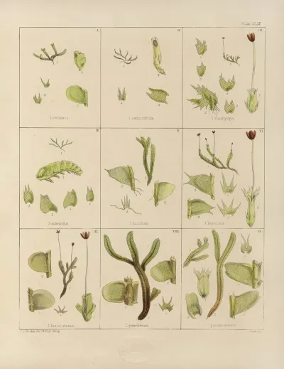 Cryptogamic Botany Of The Antarctic Voyage Of H M Discovery Ships Erebus And Terror In The Years 1839 Pl 33