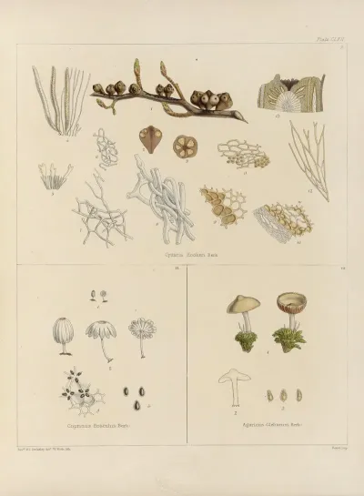 Cryptogamic Botany Of The Antarctic Voyage Of H M Discovery Ships Erebus And Terror In The Years 1839 Pl 36
