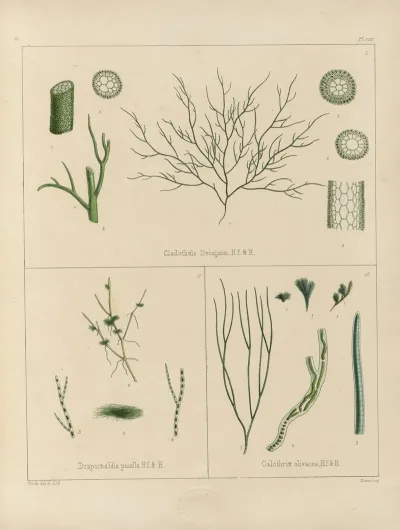 Cryptogamic Botany Of The Antarctic Voyage Of H M Discovery Ships Erebus And Terror In The Years 1839 Pl 60