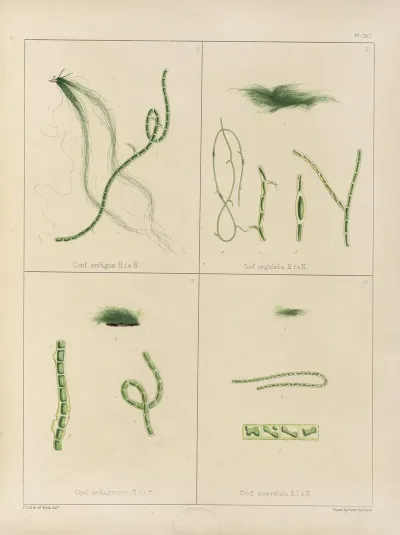Cryptogamic Botany Of The Antarctic Voyage Of H M Discovery Ships Erebus And Terror In The Years 1839 Pl 61