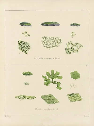 Cryptogamic Botany Of The Antarctic Voyage Of H M Discovery Ships Erebus And Terror In The Years 1839 Pl 64