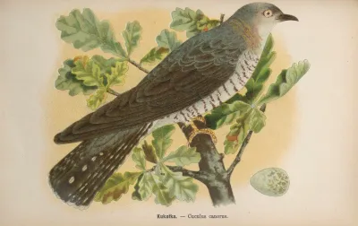 Cuculus Canorus 2