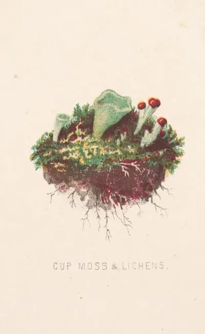 Cup Moss Lichens