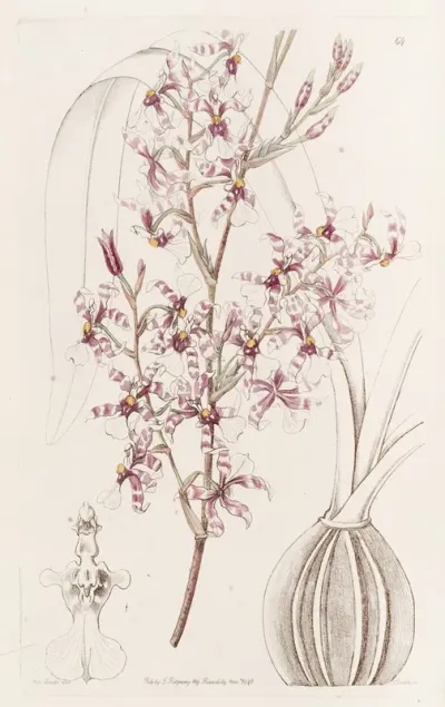 Curved Oncidium
