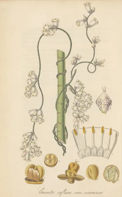 Cuscuta Verrucosa