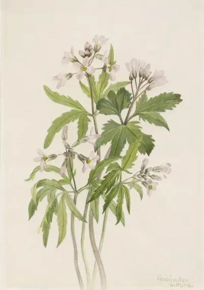 Cut Toothwort Dentaria Laciniata 2