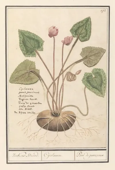 Cyclaam Cyclamen Verkens Brood Cijclamen Pain De Pourceaux