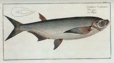 Cyprinus Cultratus The Knife Carp