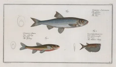 Cyprinus Leuciscus The Dace 2 Cyprinus Aphya The Spirling 3 Gasteropelecus The Hatchet Belly