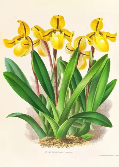 Cypripedium Druryi