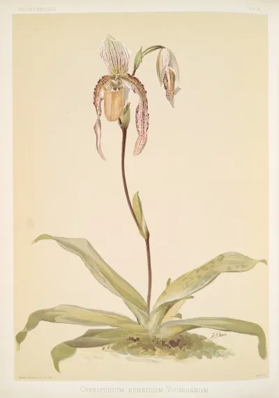 Cypripedium Hybridum Youngianum