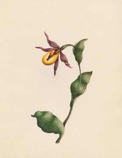 Cypripedium Ladies Slipper England