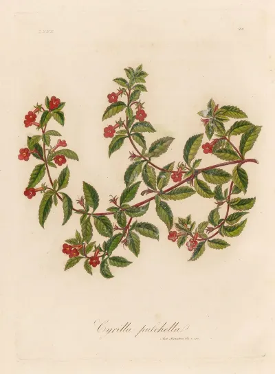 Cyrilla Pulchella