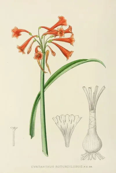 Cyrtanthus Rotundilobus