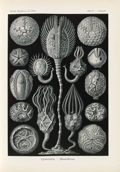 Cystoidea Beutelsterne