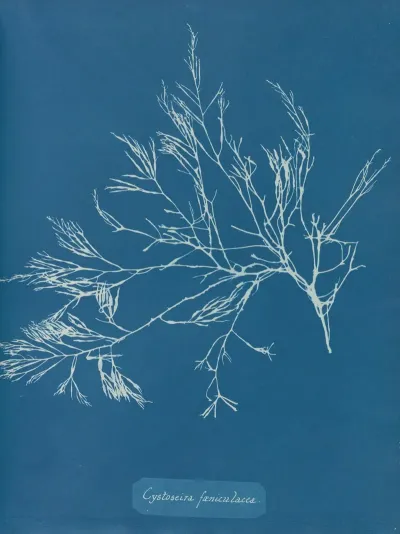 Cystoseira Foeniculacea