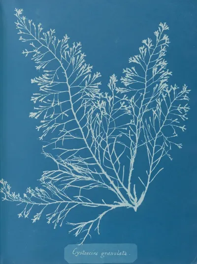 Cystoseira Granulata