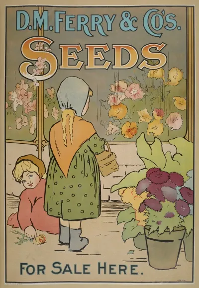 D M Ferry Cos Standard Seeds