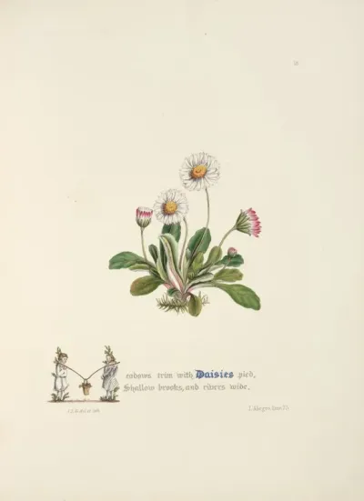 Daisies 3