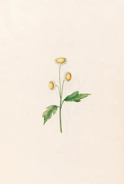 Daisy