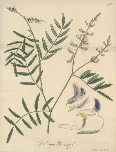 Dalbergia Barclayii
