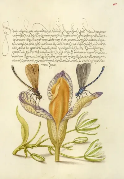 Damselflies Spanish Iris And Star Of Bethlehem